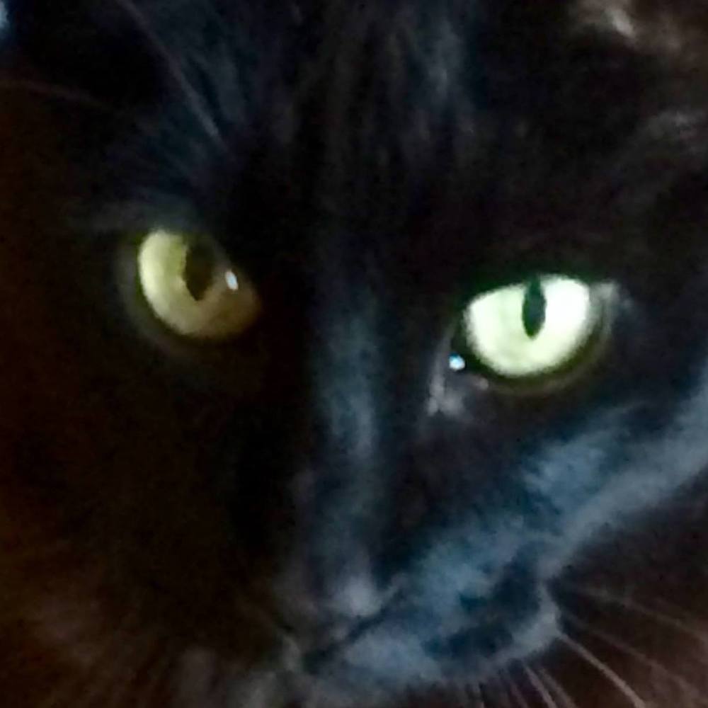 Meet your Posher, Molly